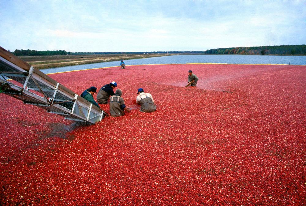 Cranberry Harvest in New Jersey